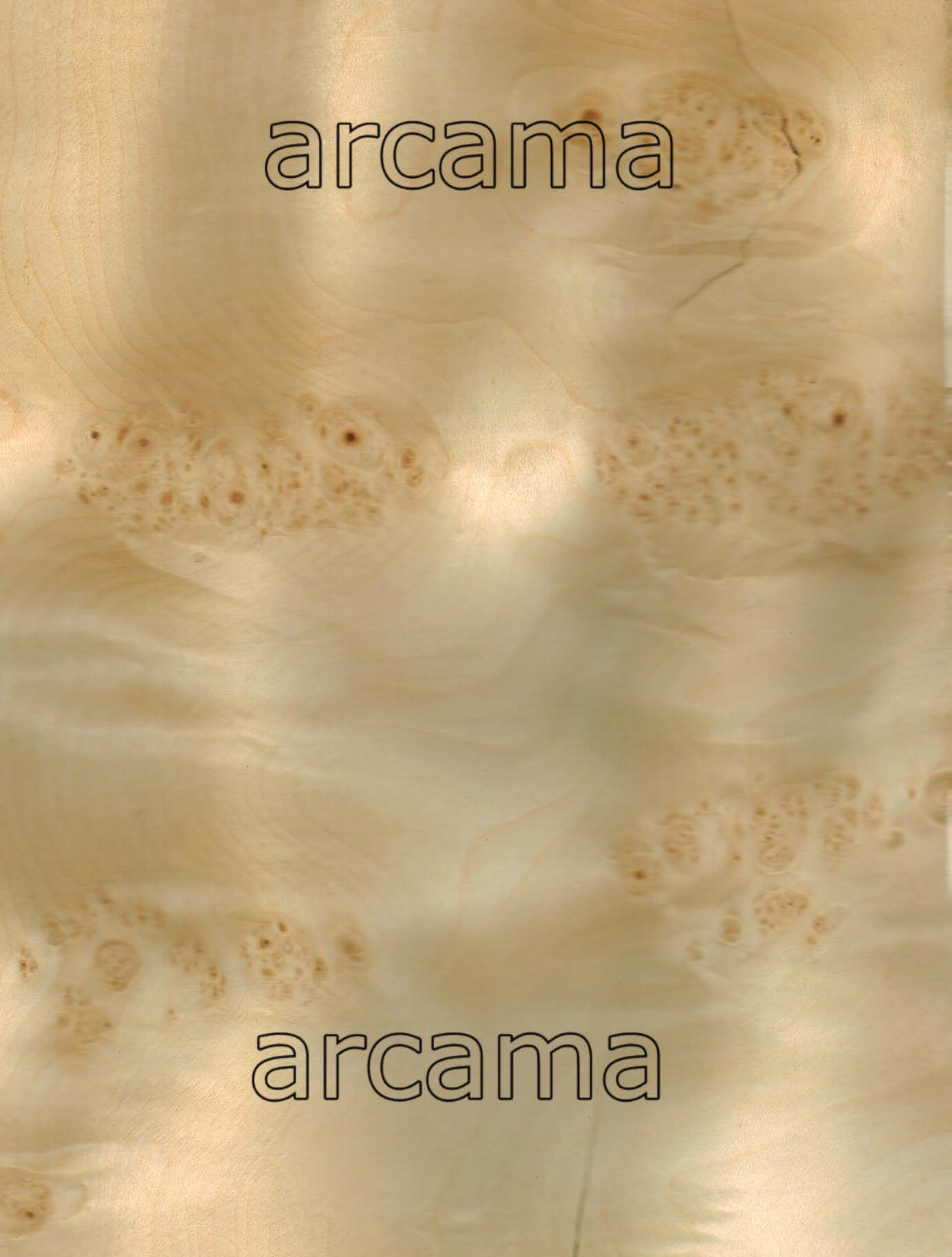 RAIZ DE SICOMORO
